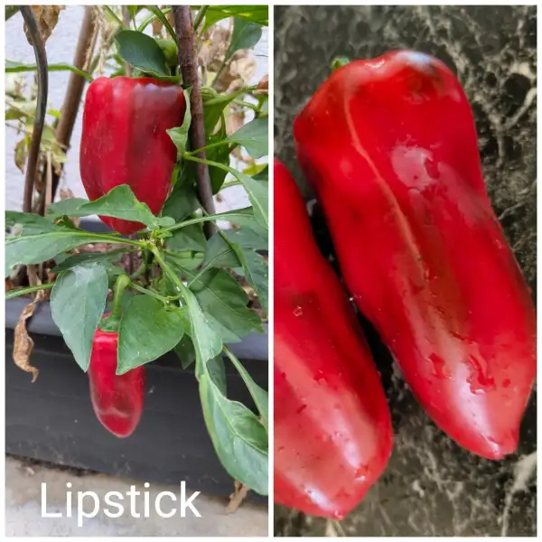 Chili / Paprika: Lipstick Paprika