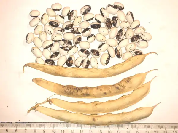Bohnen: Liscek