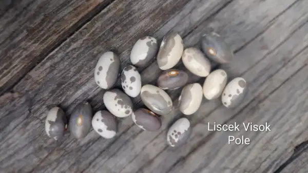 Bohnen: Liscok Visok