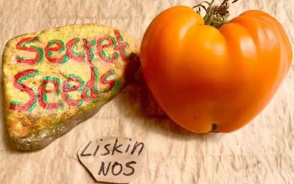 Tomaten: Liskin Nos