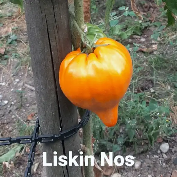 Tomaten: Liskin Nos, Fox Nos