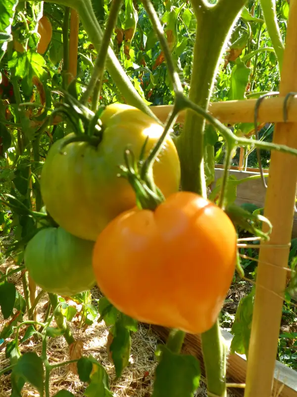 Tomaten: Liskin Nos ( Kat# 2432 )