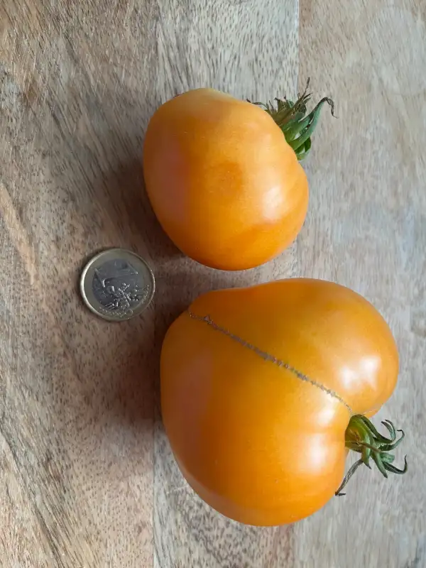 Tomaten: LiskinNos