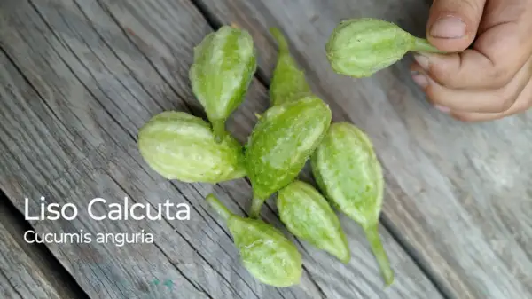 Gurken: Liso Calcutta, angurische Gurke