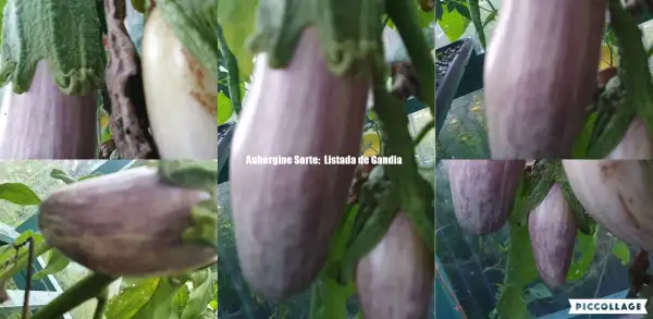 Auberginen: Listada de Gandia