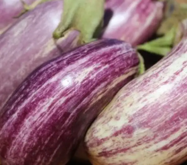 Auberginen: Listada de Gandia (gestreifte), Solanum melongena