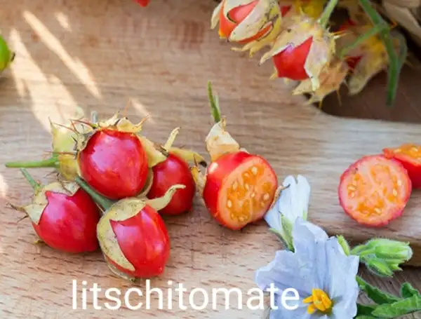 Tomaten: Litchi Tomate