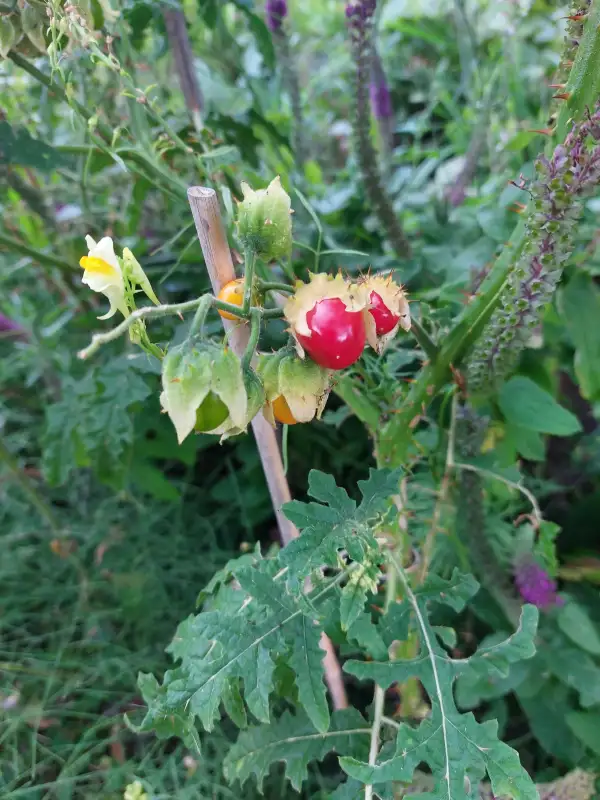 Beeren: LitchiTomate