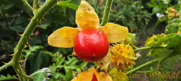 andere Gemüse: Litchitomate Gigante