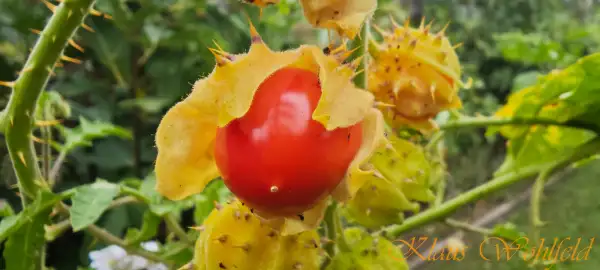 andere Gemüse: Litchitomate Gigante