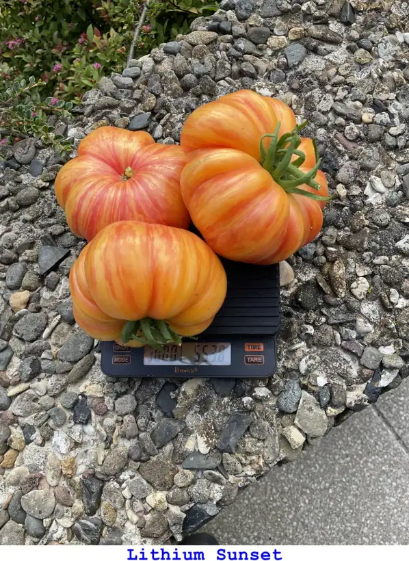 Tomaten: Lithium Sunset