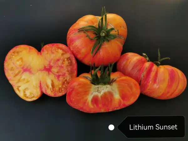 Tomaten: Lithium Sunset
