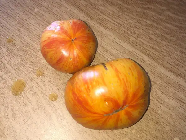 Tomaten: Lithium Sunset