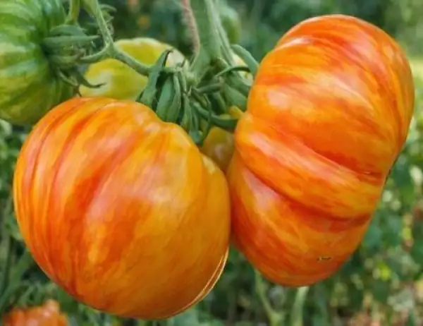 Tomaten: Lithium Sunset