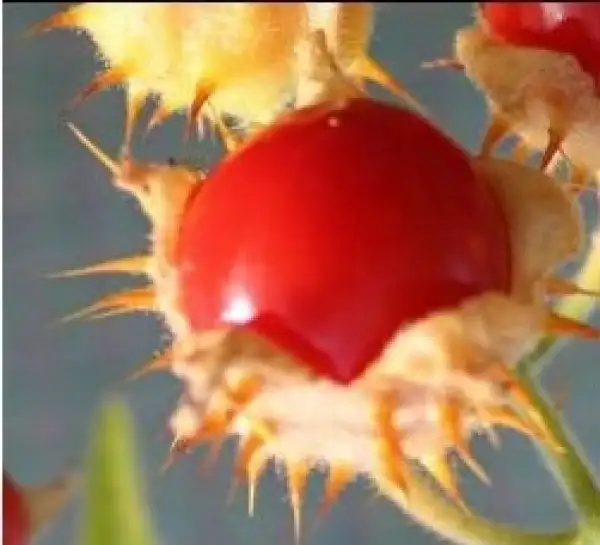 andere Gemüse: Litschi Tomate