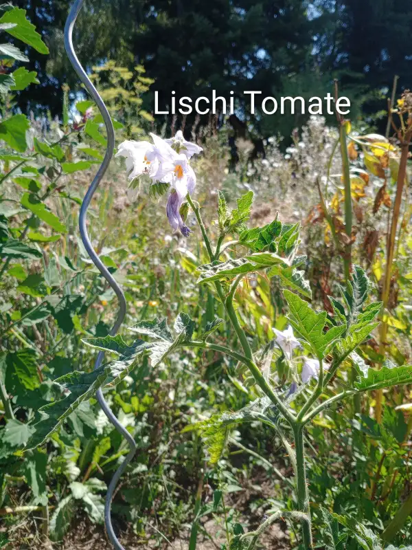 Tomaten: Litschi Tomate