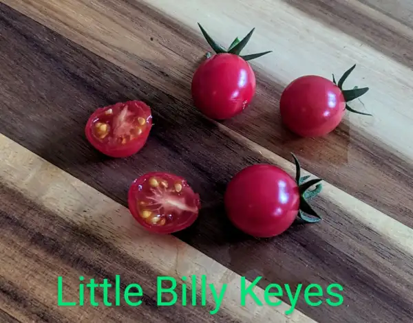 Tomaten: Little Billy Keyes