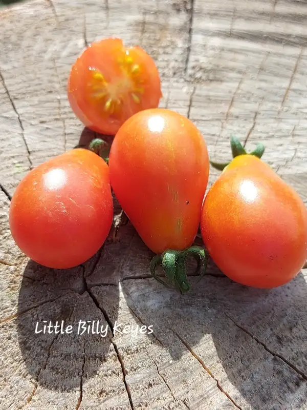 Tomaten: Little Billy Keyes