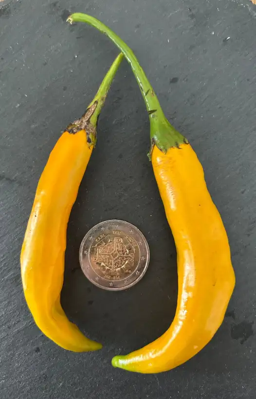 Chili / Paprika: Little Bird of Guyana