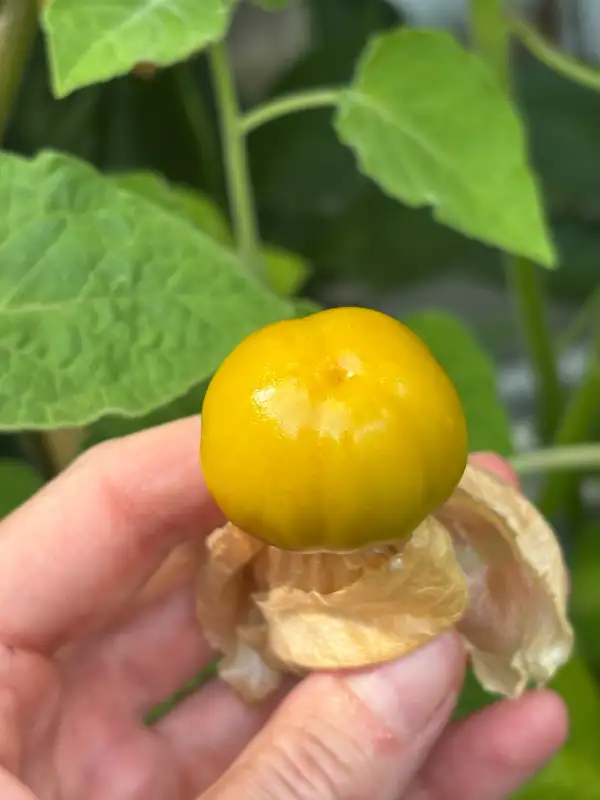 Physalis: Little Buddah