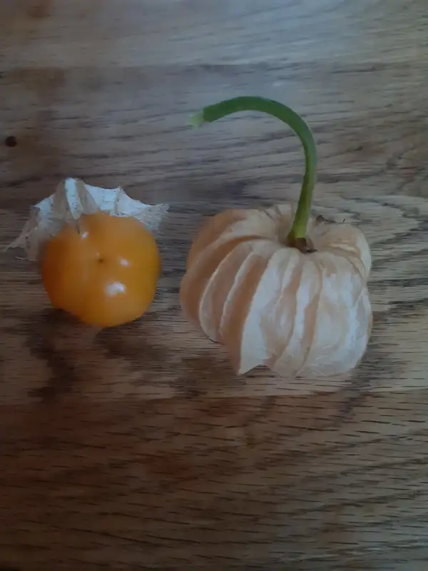 Physalis: Little Buddah