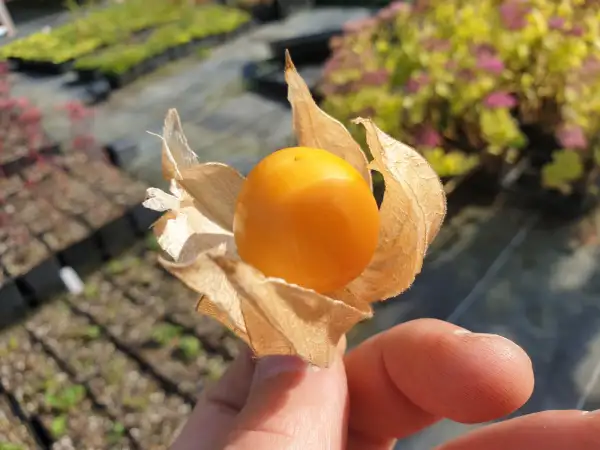 Physalis: Little Buddha