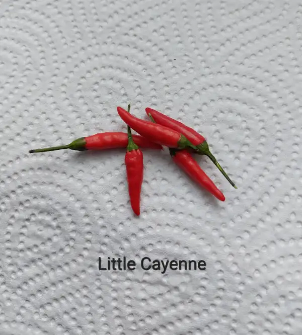 Chili / Paprika: Little Cayenne