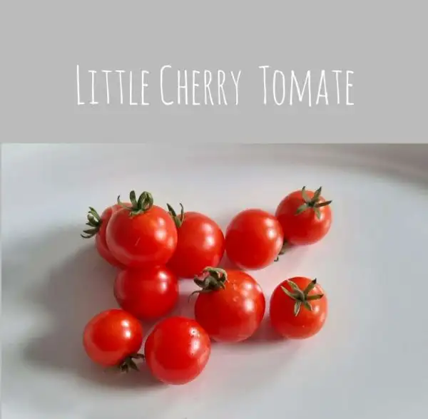 Tomaten: Little Cherry Tomate