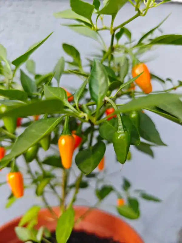 Chili / Paprika: Little Finger