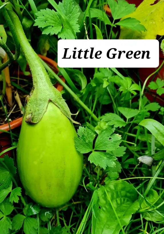 Auberginen: Little Green