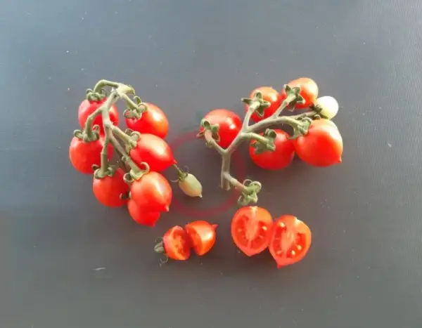 Tomaten: little heartbreaker