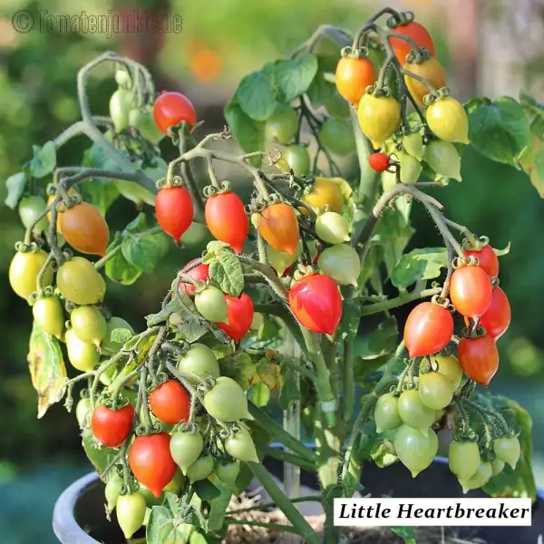 Tomaten: little heartbreaker