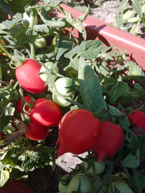 Tomaten: little heartbreaker