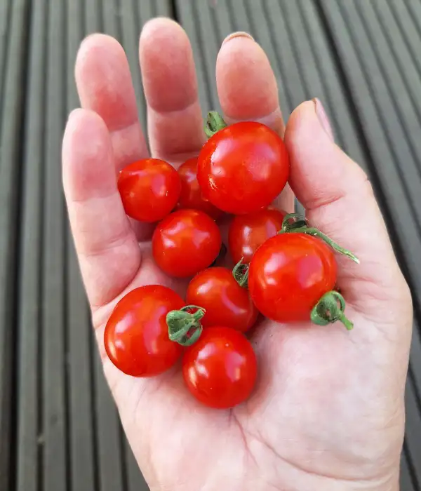 Tomaten: little heartbreaker