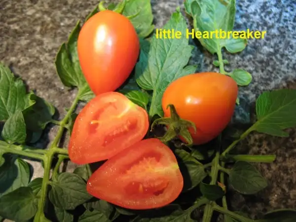 Tomaten: little heartbreaker