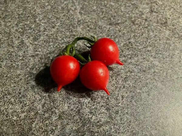 Tomaten: Little Heartbreaker Microdwarf