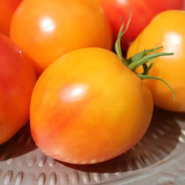 Tomaten: Little Lucky Heart