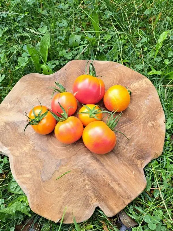 Tomaten: Little Lucky Heart