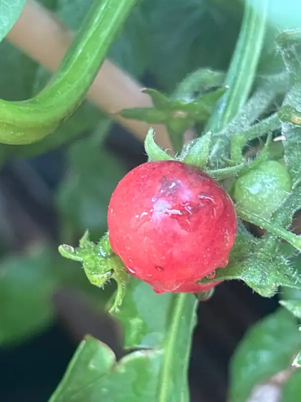 Tomaten: Little Red Corvette