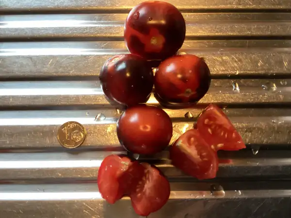 Tomaten: Little Red Corvette