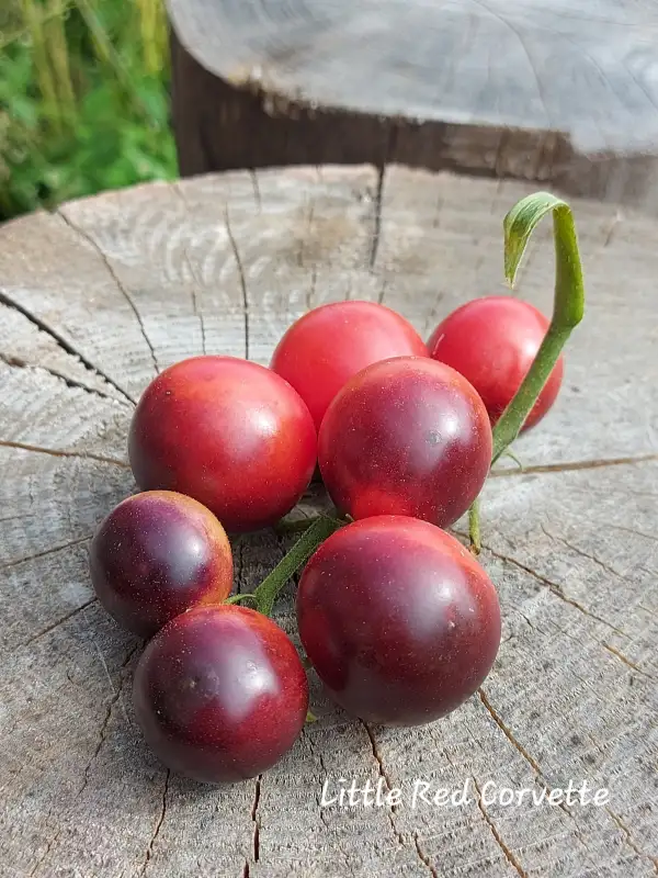 Tomaten: Little Red Corvette Dwarf