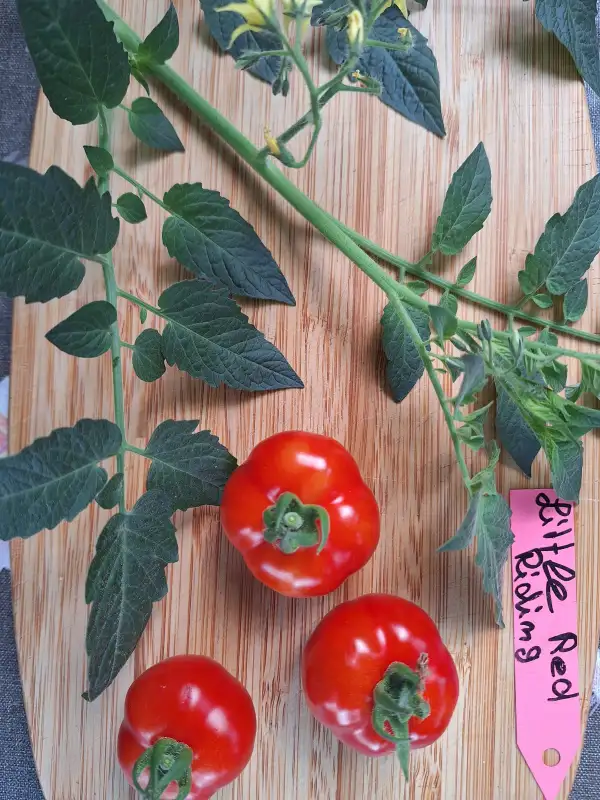 Tomaten: Little Red Riding - Zwergtomate