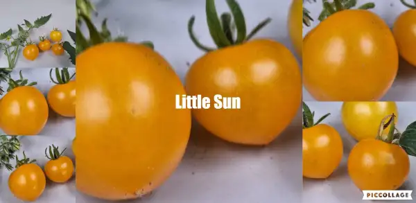Tomaten: Little Sun - Zwergtomate