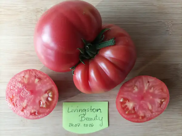 Tomaten: Livingston Beauty