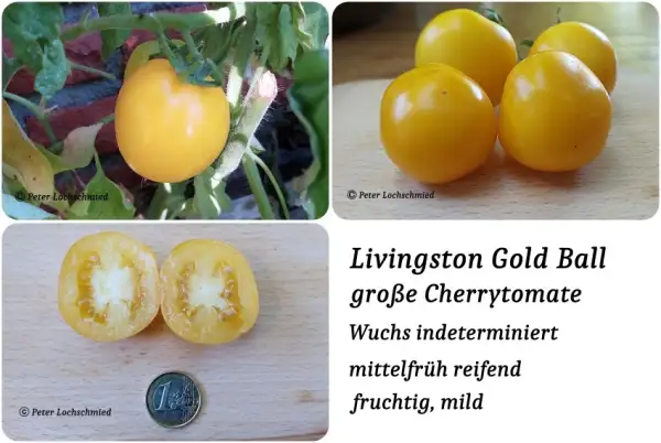 Tomaten: Livingston Goldball