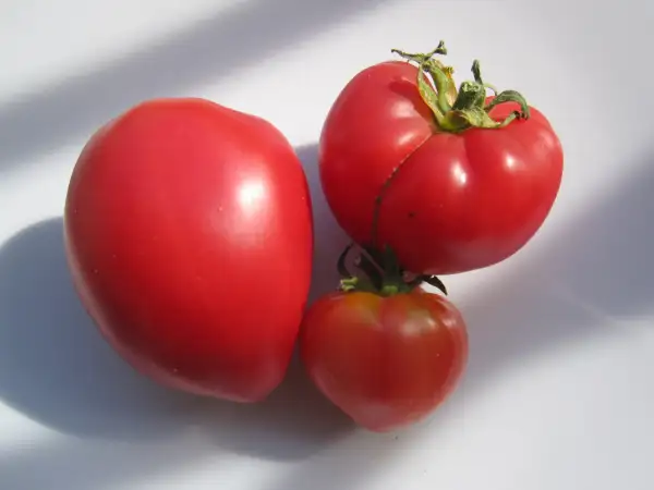 Tomaten: Livingston Magnus