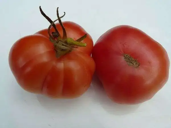 Tomaten: Livingston’s Beauty