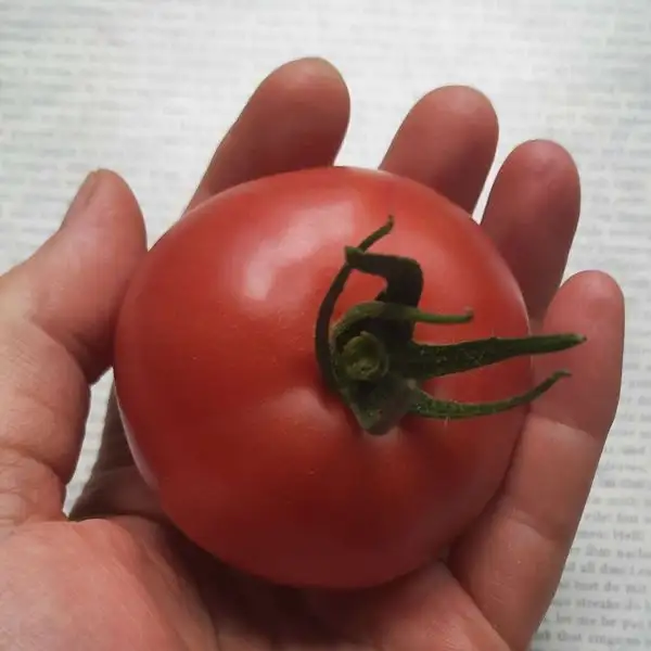 Tomaten: Livingston