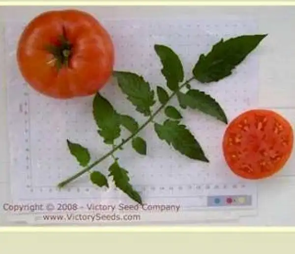 Tomaten: Livingston`s Buckeye State