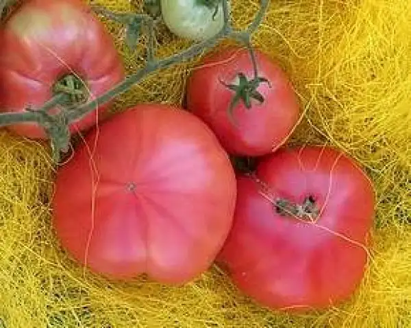 Tomaten: Livingston’s Favorite